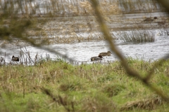 Male Teal & Female Teal