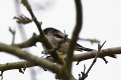 Long-tailed Tit