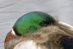 Male Mallard