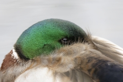 Male Mallard