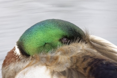 Male Mallard