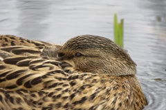 Female Mallard