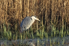 Grey Heron