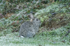 Wild Rabbit