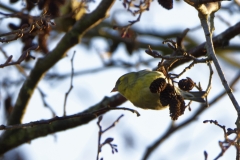 Female Siskin