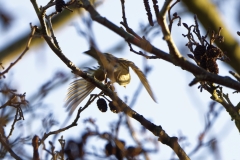 Female Siskin in Flight