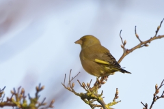 Greenfinch