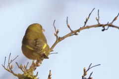 Greenfinch