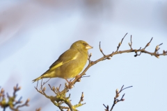 Greenfinch