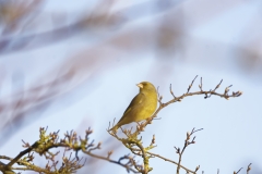 Greenfinch