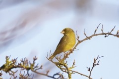 Greenfinch