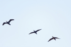 Cormorants in Flight