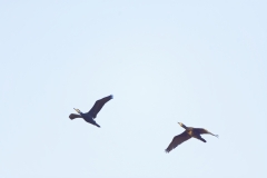 Cormorants in Flight