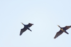 Cormorants in Flight