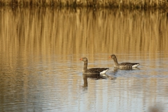 Greylag Geese