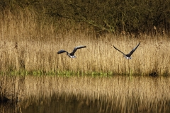 Greylag Geese in Flight