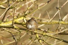 Fluffed up Dunnock