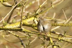 Fluffed up Dunnock