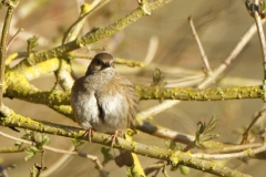 Fluffed up Dunnock