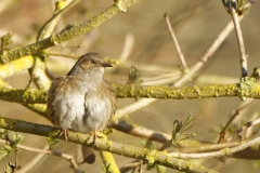 Fluffed up Dunnock