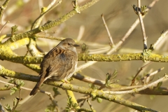 Dunnock