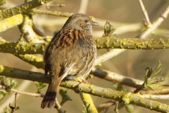 Dunnock