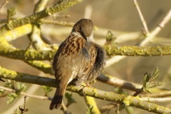 Dunnock Cleaning