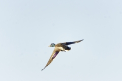 Mallard in Flight