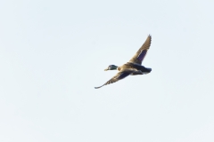 Mallard in Flight