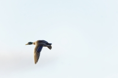 Mallard in Flight