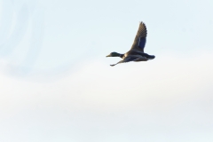 Mallard in Flight