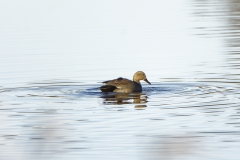 Male Gadwall