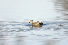 Female Gadwall