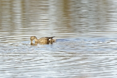 Female Gadwall