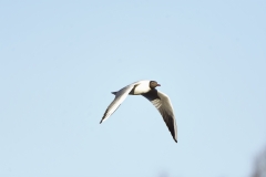 Black-headed Gull in Flight