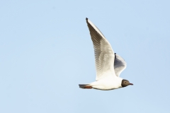 Black-headed Gull in Flight