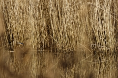 Kingfisher in Flight