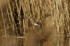 Kingfisher in Flight