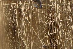 Male & Female Kingfisher