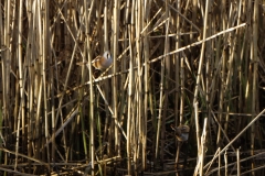 Male & Female Bearded Tit