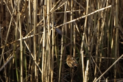 Male & Female Bearded Tit