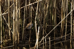 Male Bearded Tit