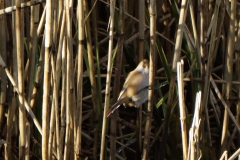 Female Bearded Tit