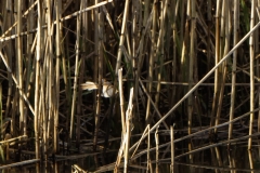 Female Bearded Tit