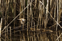 Female Bearded Tit in Flight