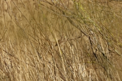 Cetti's Warbler