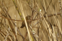 Cetti's Warbler