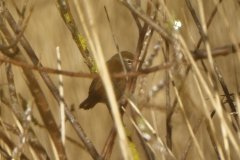 Cetti's Warbler