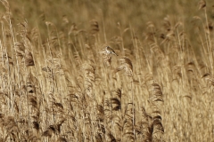 Reed Bunting