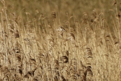 Reed Bunting